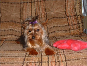 smallyorkiefemalelyingjune172006a.jpg